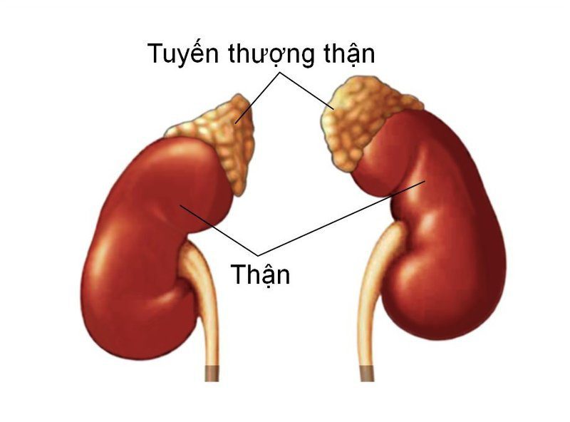 Tuyến thượng thận