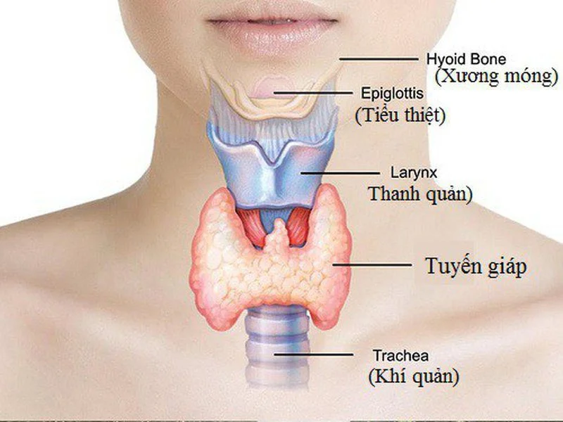 Phần tuyến giáp ở cổ thường chịu tác động của hệ miễn dịch gây nên bệnh viêm tuyến giáp mạn tính Hashimoto (ảnh st)