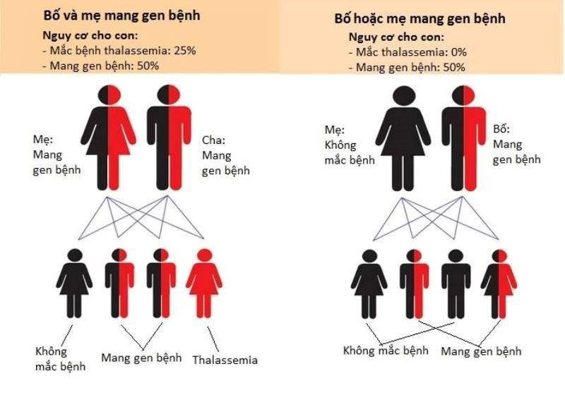 Hỏi đáp về phòng bệnh Thalassemia (bệnh tan máu bẩm sinh)