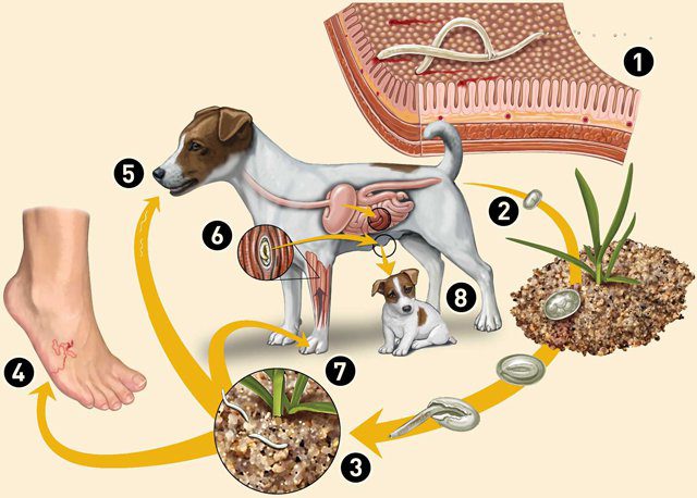 Bệnh giun đũa chó mèo (Toxocariasis): Dấu hiệu nhận biết và phác đồ điều trị 1 Đường lây bệnh giun đũa chó mèo