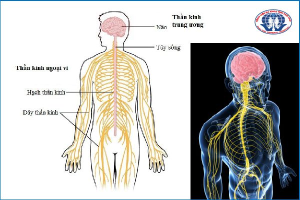 Hệ thống thần kinh trong cơ thể