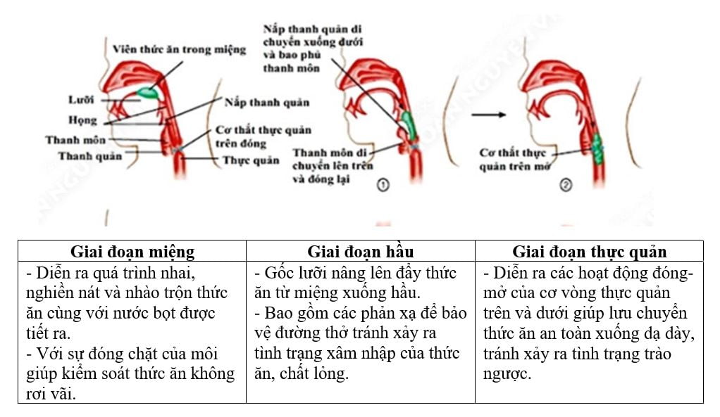 Các giai đoạn của quá trình nuốt - Rối loạn nuốt Các giai đoạn của quá trình nuốt - Rối loạn nuốt