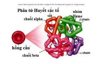Hình 1: Cấu trúc Huyết sắc tố - Hemoglobin