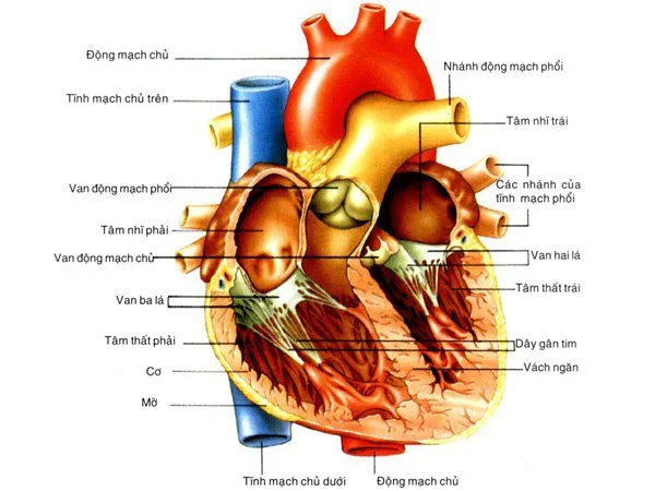Nhồi máu cơ tim là một trong những nguyên nhân gây sốc tim