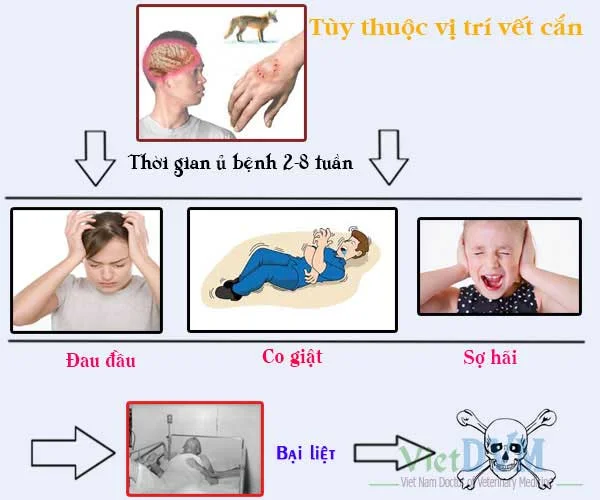 Bệnh Dại: Dấu Hiệu và Triệu Chứng