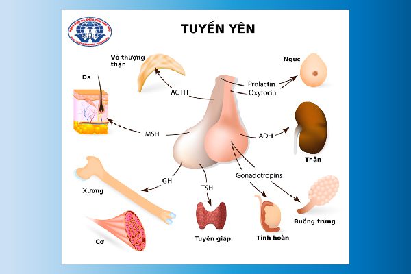 Suy tuyến yên là gì?