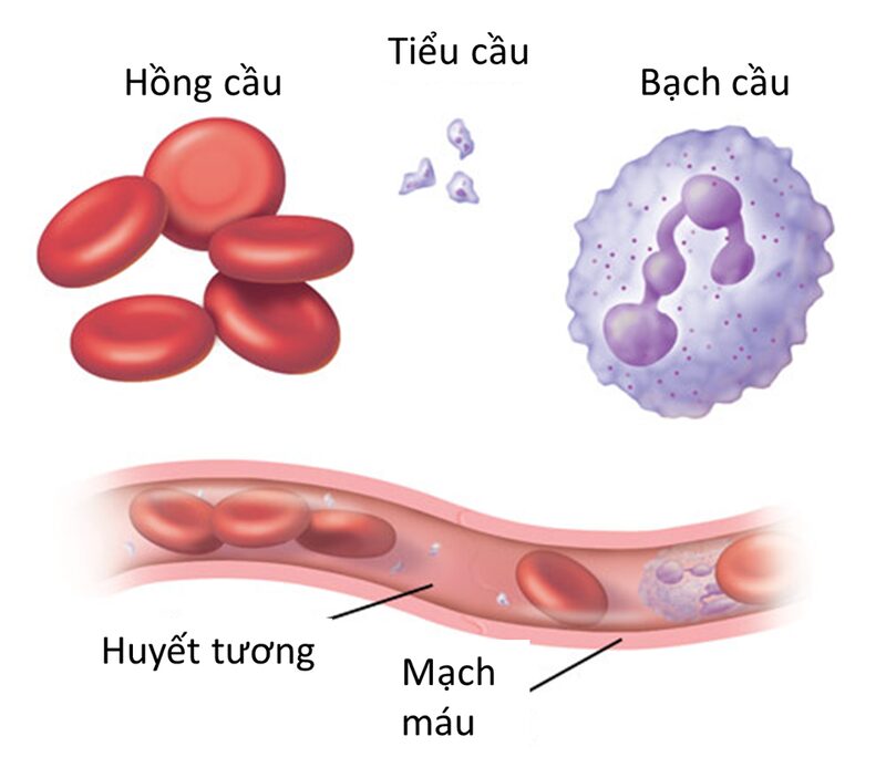 Hình 1: Cấu tạo tế bào máu