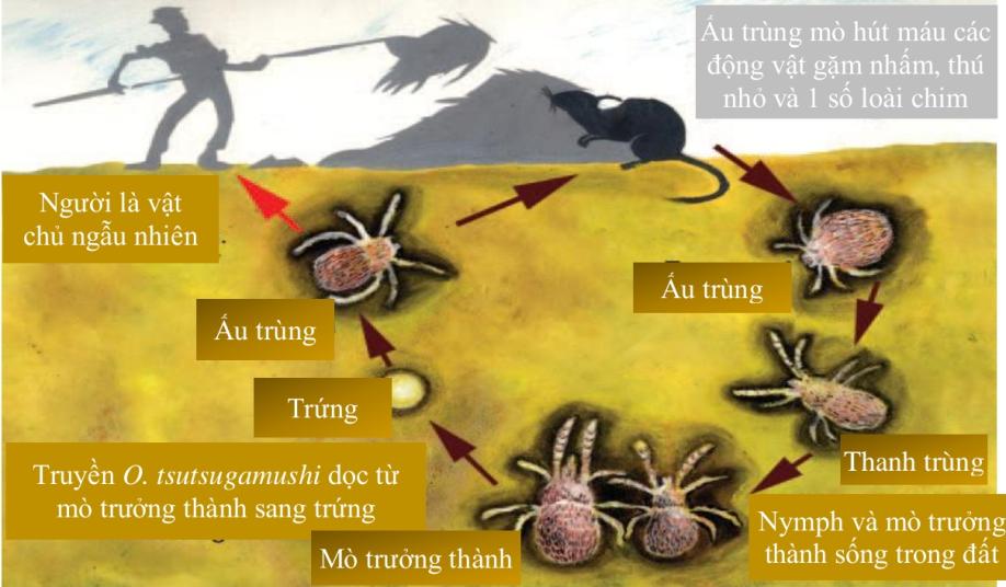 Cách đặt lịch khám tại cơ sở khám chữa bệnh thuộc Hệ thống Y tế MEDLATEC?
