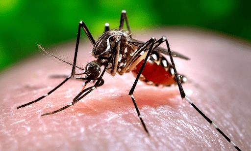 Muỗi Aedes aegypti đốt người bệnh nhiễm virus sốt xuất huyết sau đó truyền bệnh cho người lành qua vết đốt.