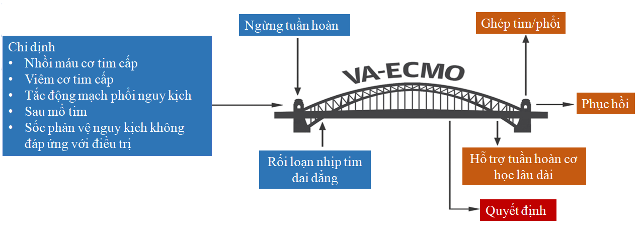 ecmo